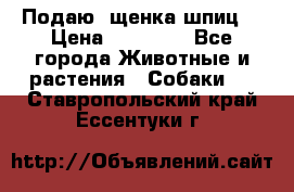 Подаю. щенка шпиц  › Цена ­ 27 000 - Все города Животные и растения » Собаки   . Ставропольский край,Ессентуки г.